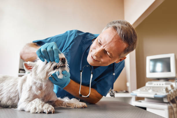 Best Emergency Care for Gum Disease in Winchester, MO
